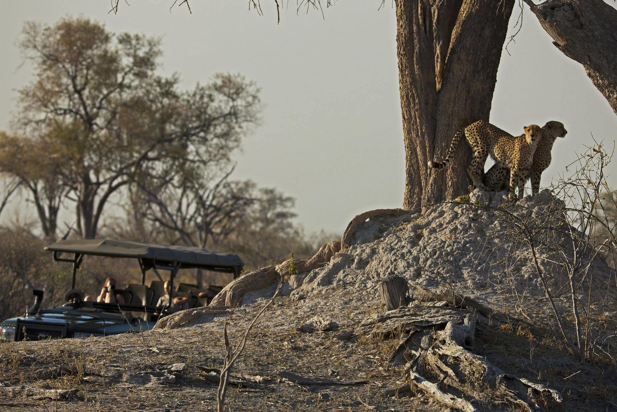 فندق Selinda Camp Selinda Reserve المظهر الخارجي الصورة